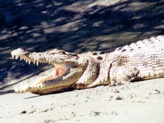 See the Wild Whitsundays on this Spectacular Crocodile Safari