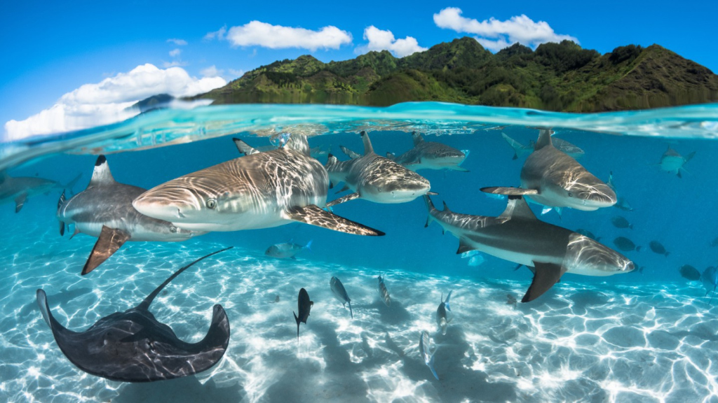 Tahiti Sharks [HD]